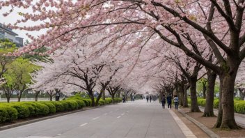 Japan, cherry blossoms, sakura, photography, travel, hanami, spring, cultural significance, photography techniques, best locations