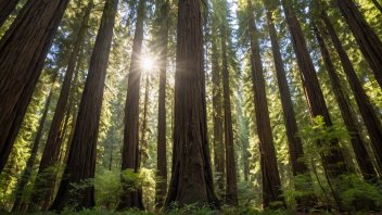 Redwood Forests, California travel, nature escapes, hiking trails, wildlife, Avenue of the Giants, stargazing, local culture